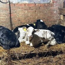 Их сжигают в угоду крупному бизнесу