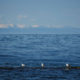 Славное море, священный Байкал ‒ на розлив, оптом и в розницу