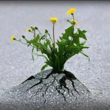 Писк лесного комара